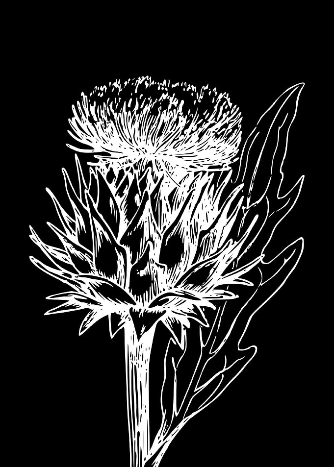 artichoke