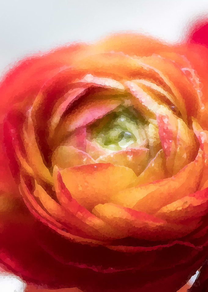 flower blossom