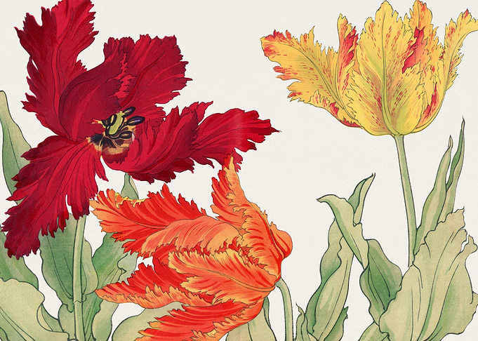 Parrot tulip