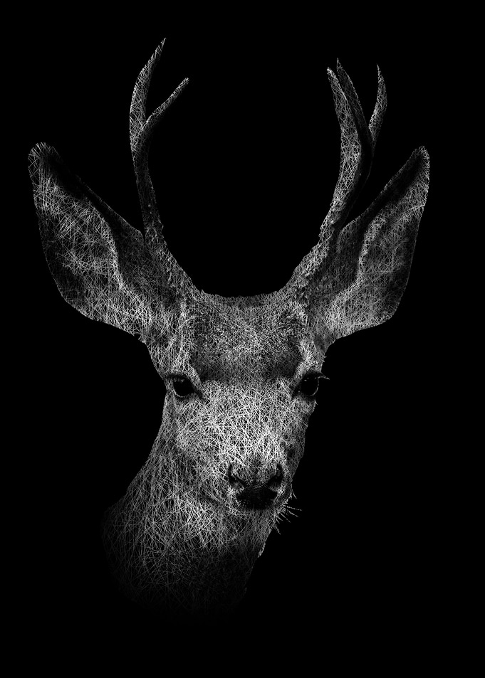 Deer The Gentle Spirit