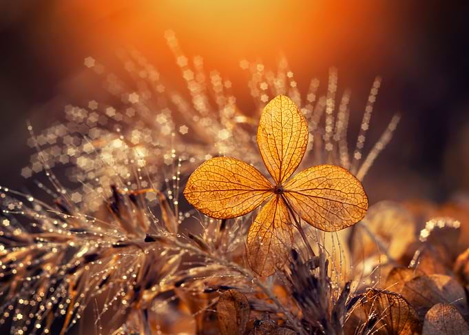 Gold hydrangea flower