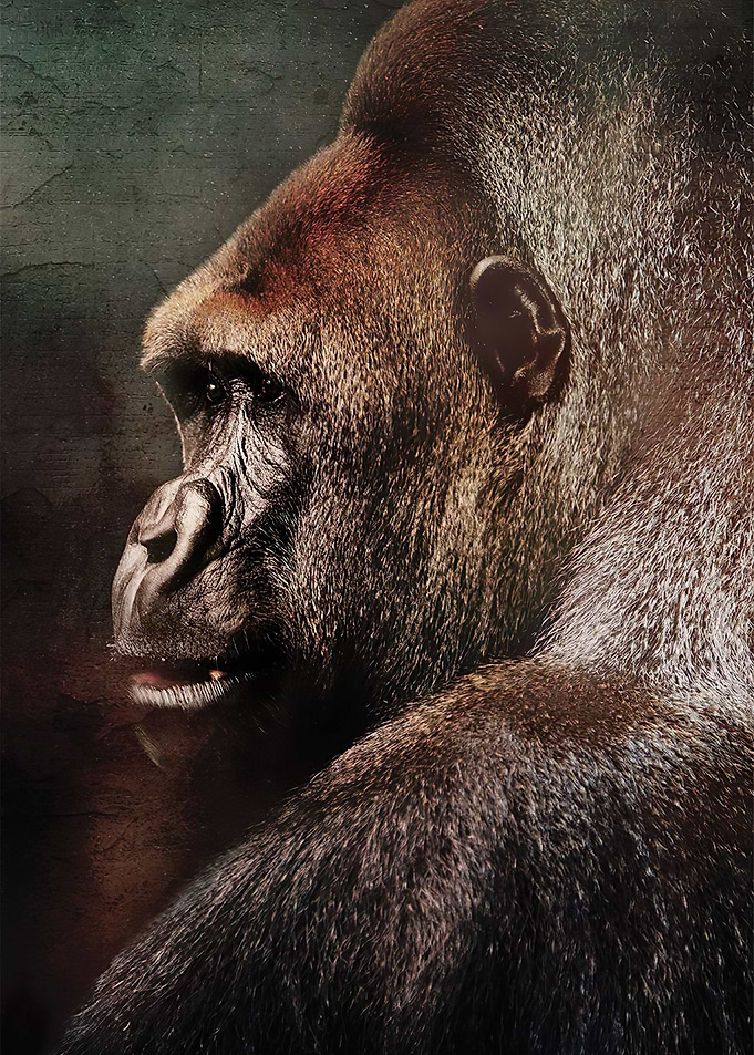 Gorilla Vintage