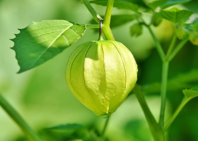 cape gooseberry