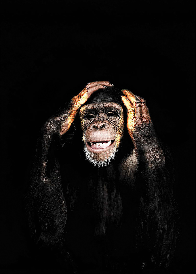Monkey Hear No Evil