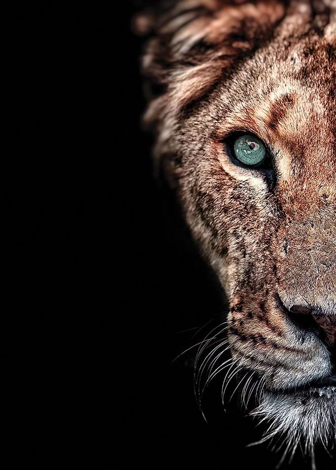 Lioness Dark Duet
