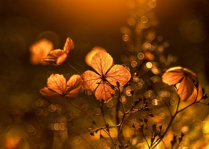 Autumn impression