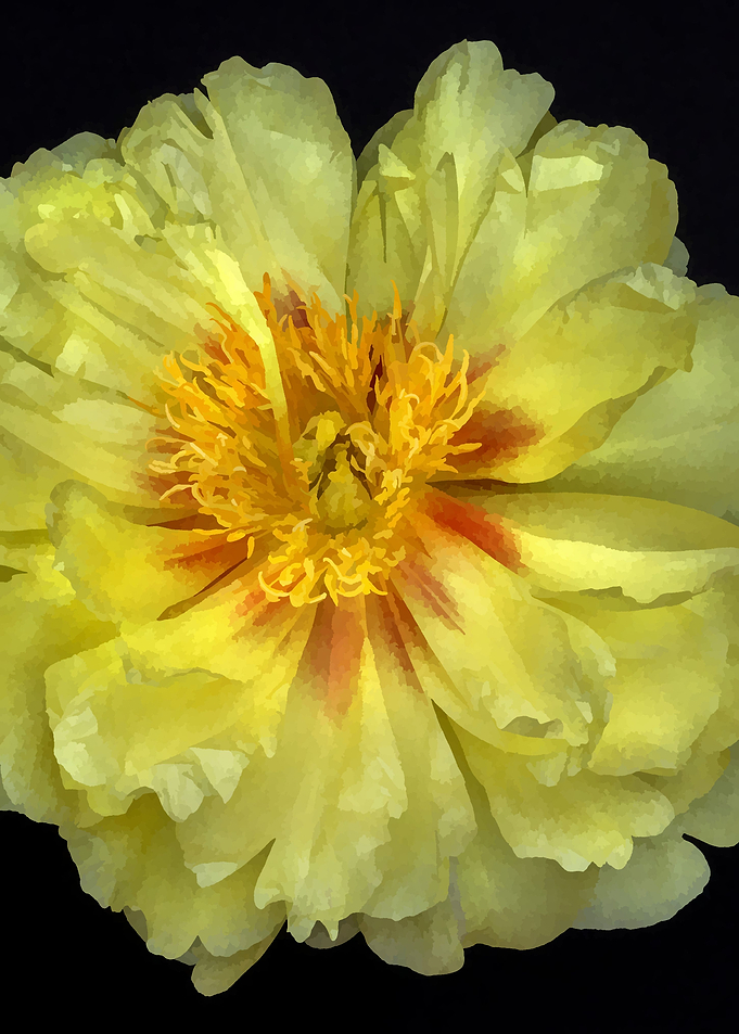 yellow Flower Blossom