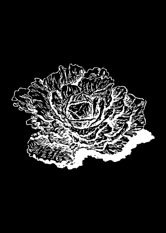 cabbage