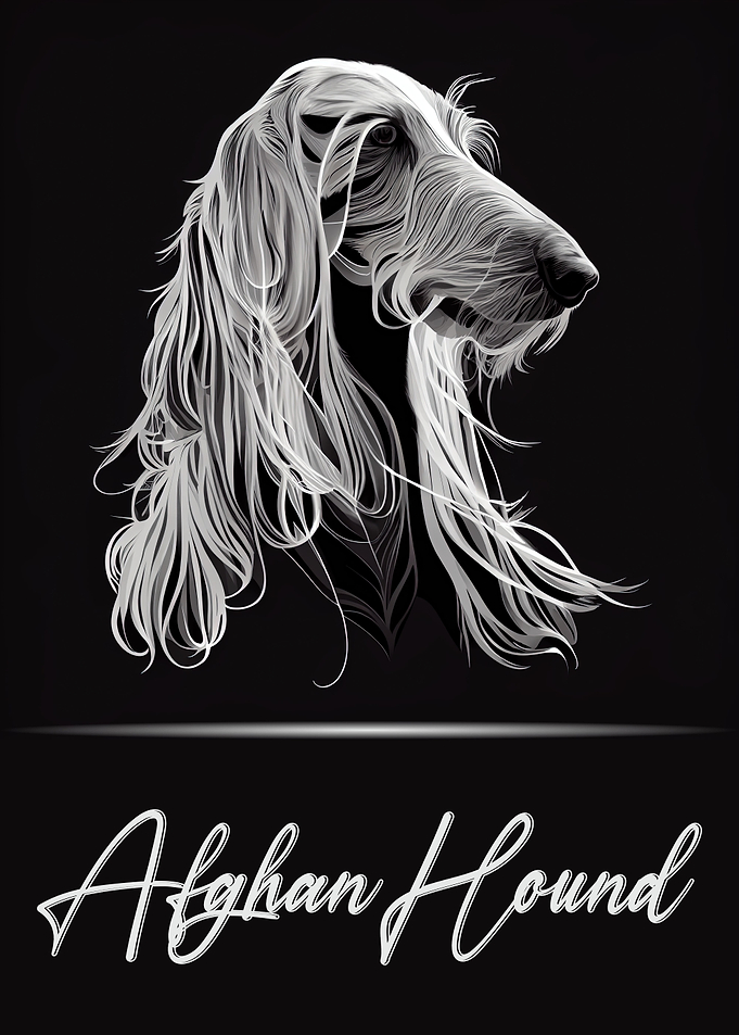 Afghan Hound