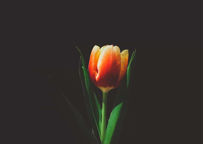 orange tulip