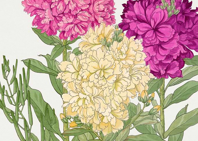 Stock flower