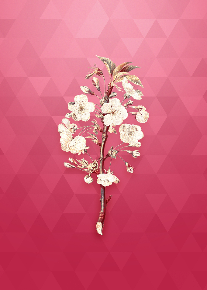 Vintage Pear Tree Flowers