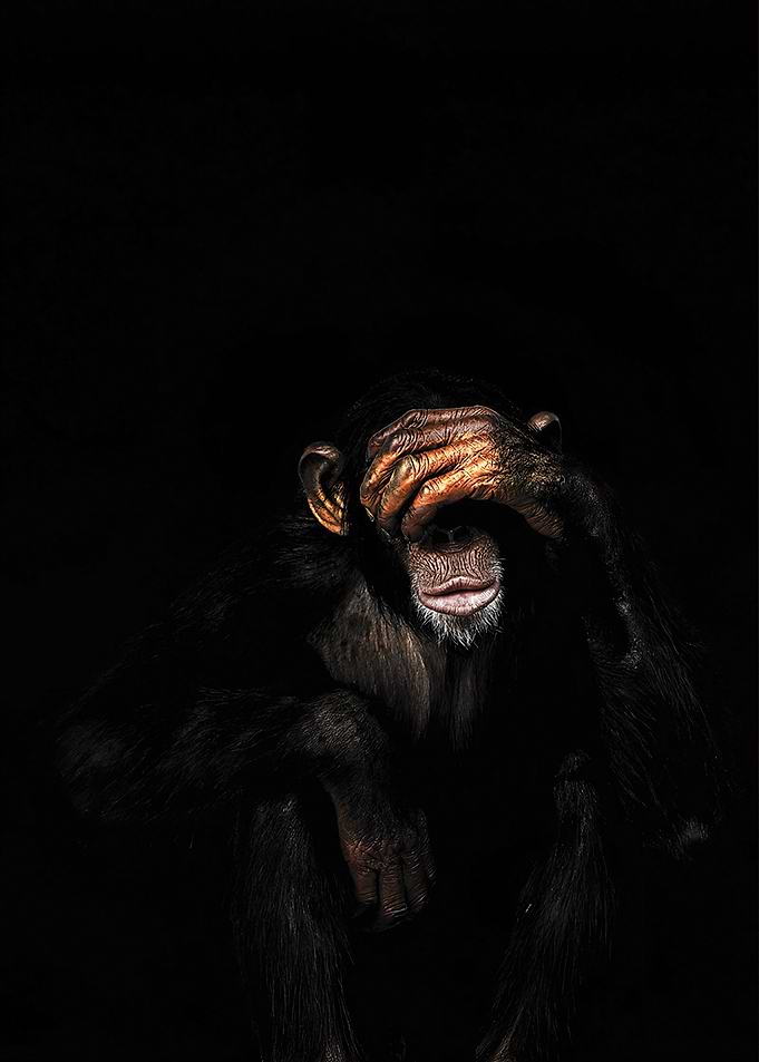 Monkey See No Evil