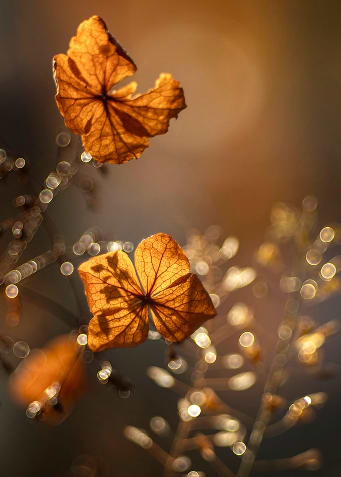 Autumn impression