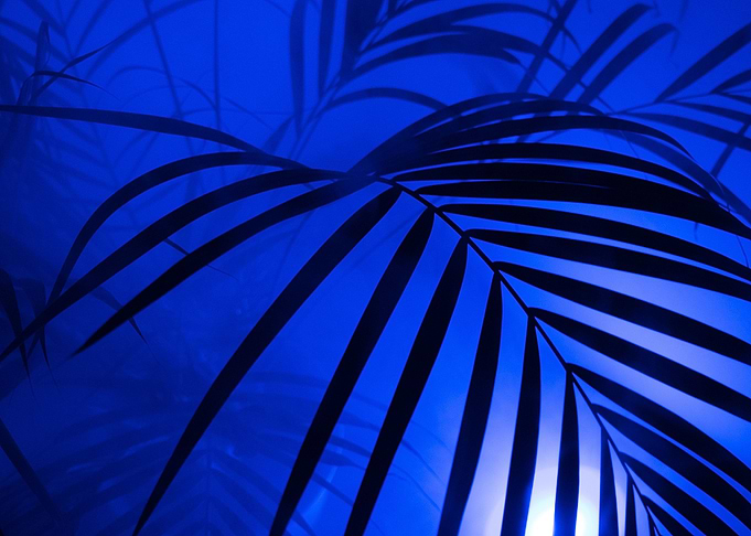 palm tree night