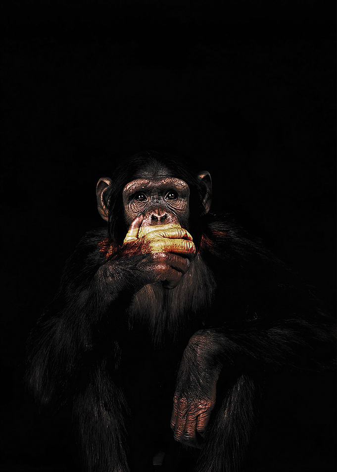 Monkey Speak No Evil