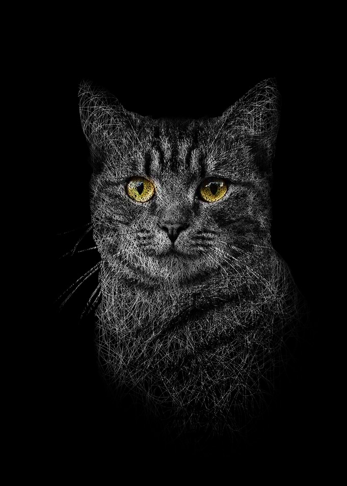Furry Cat Friend