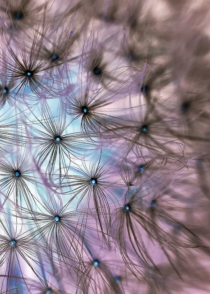 dandelion