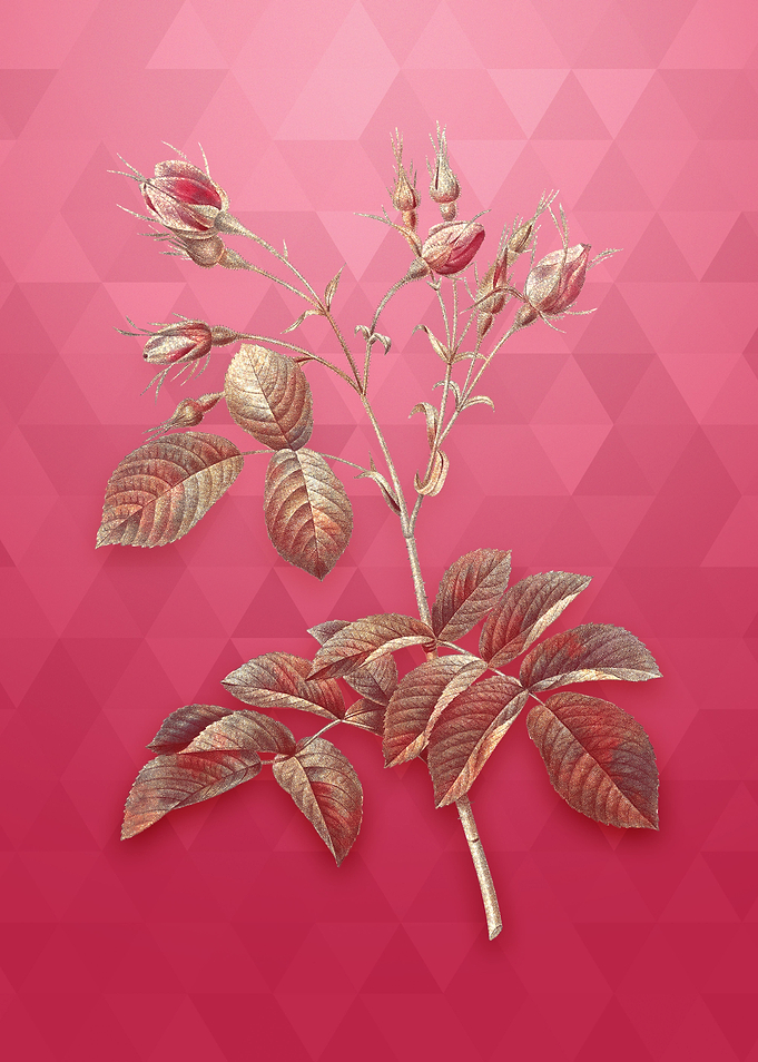 Gold Crimson Evrats Rose
