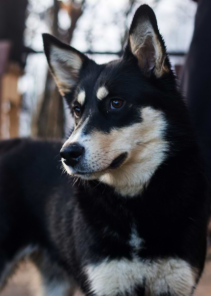 HUSKY
