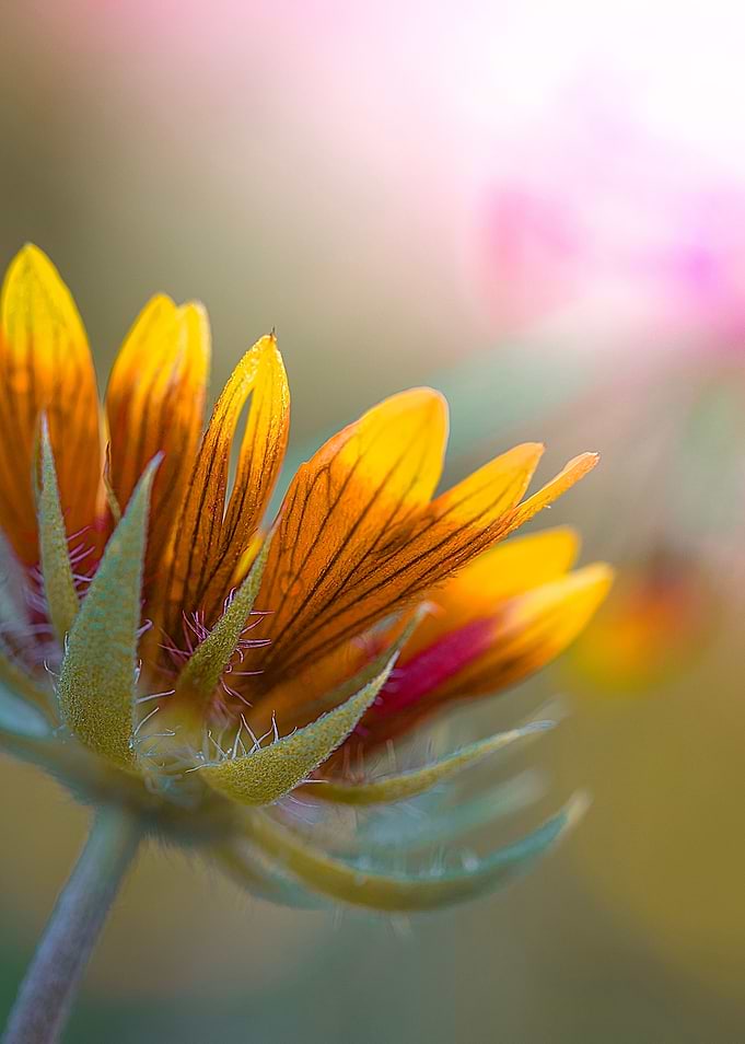 Magic flower