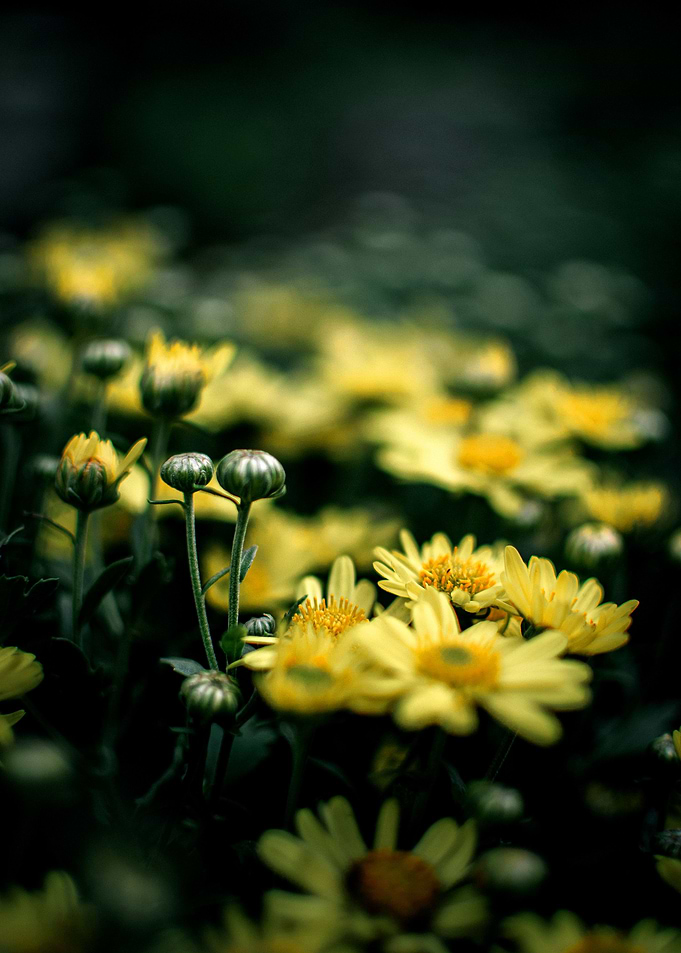 Chamomile flowers