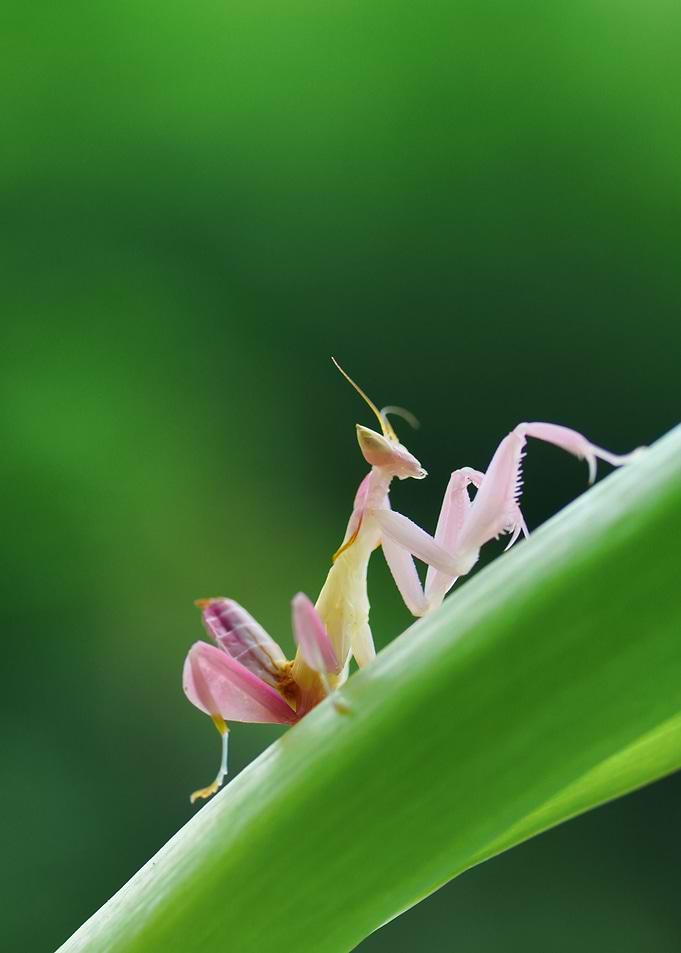 praying mantis