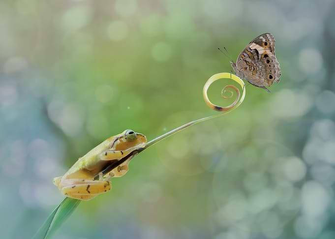 Frog and Butterfly