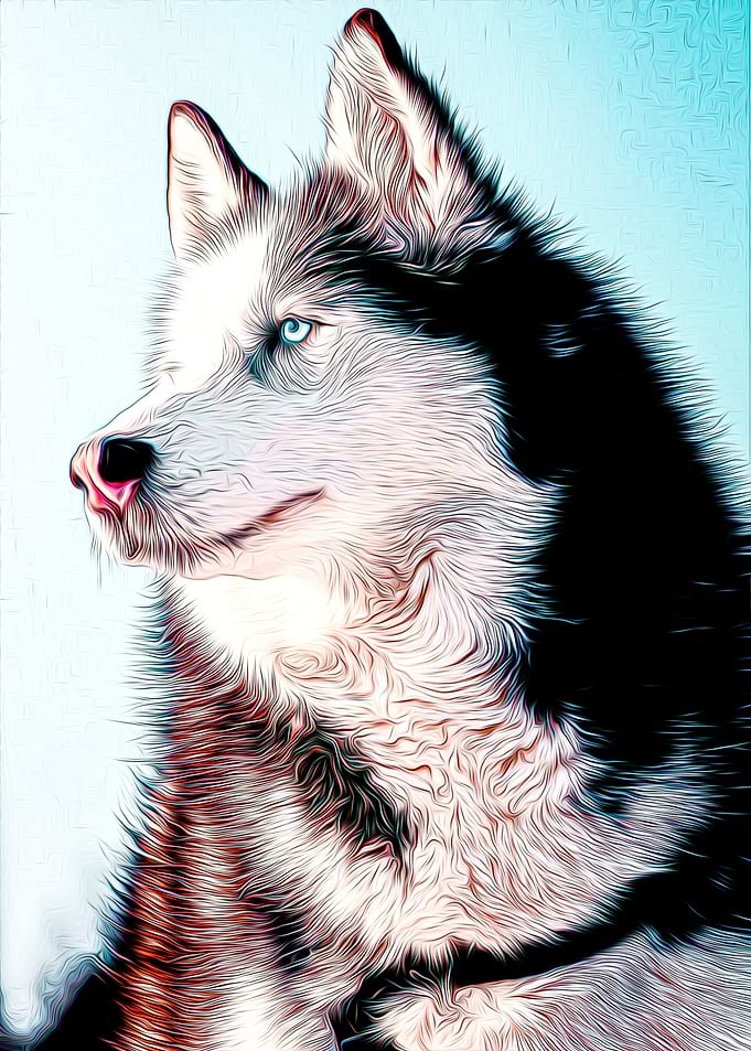Husky