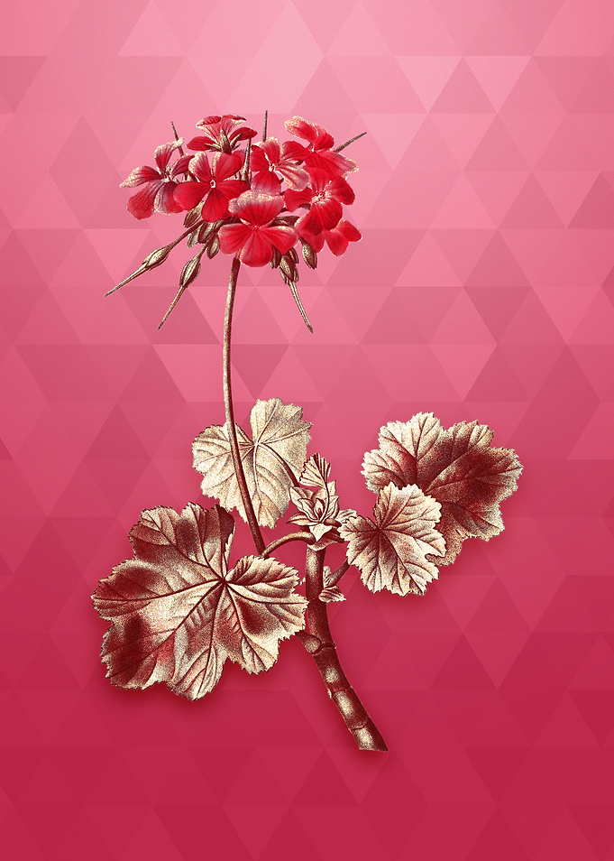 Vintage Scarlet Geranium
