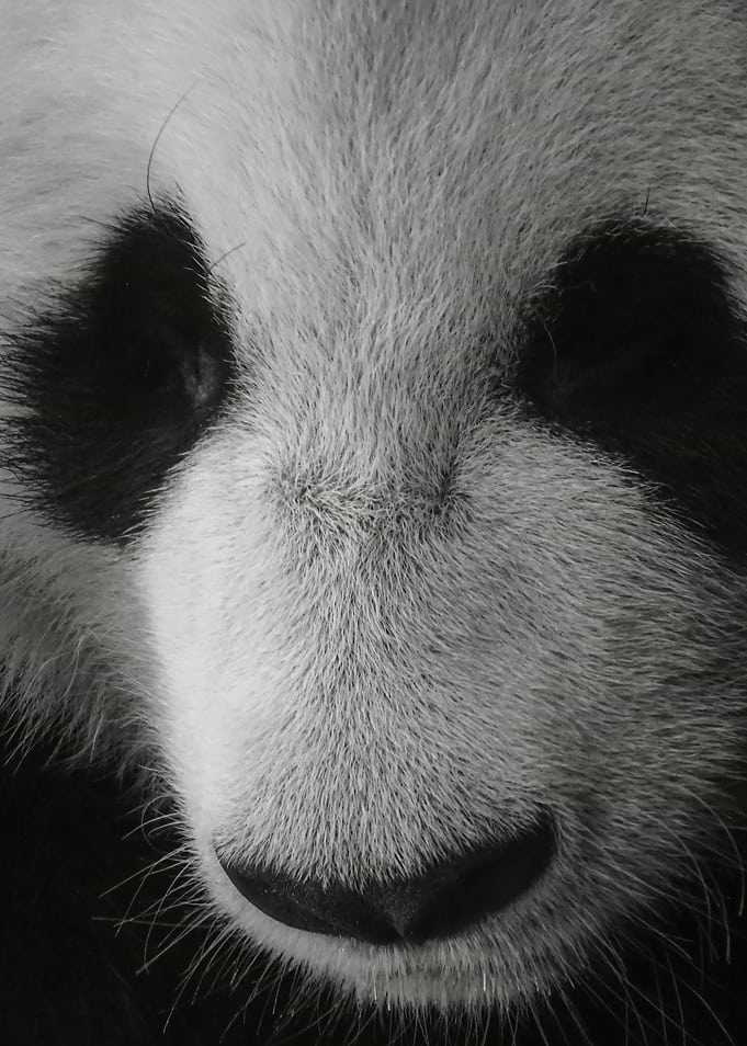 Panda Bear