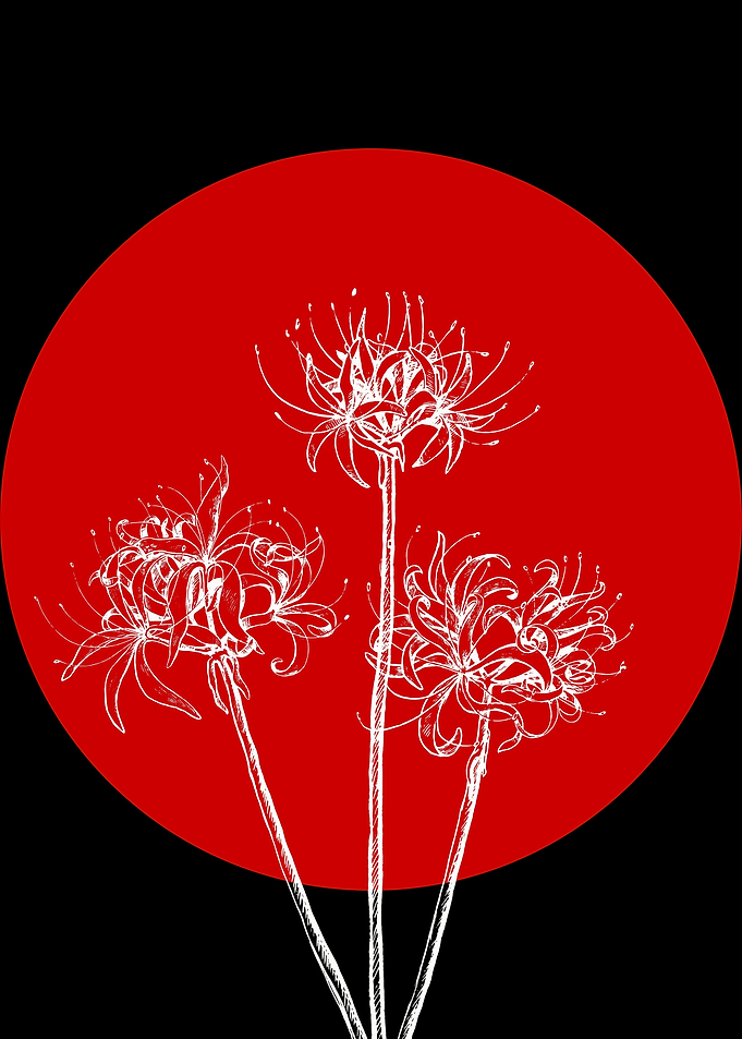 Spider Lilies