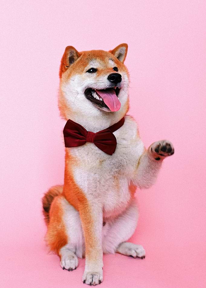 RED TIE DOG