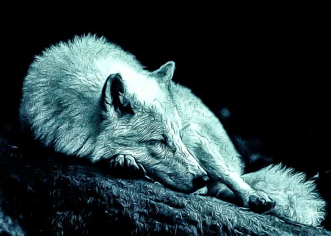 Wolf