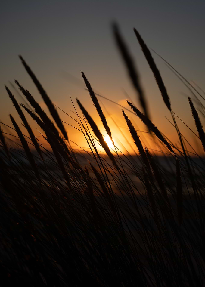 Sunset wheat