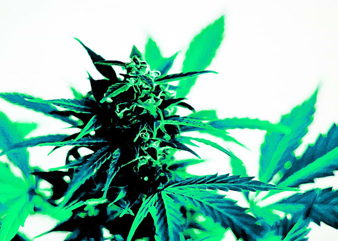 Marijuana Weed Leafs