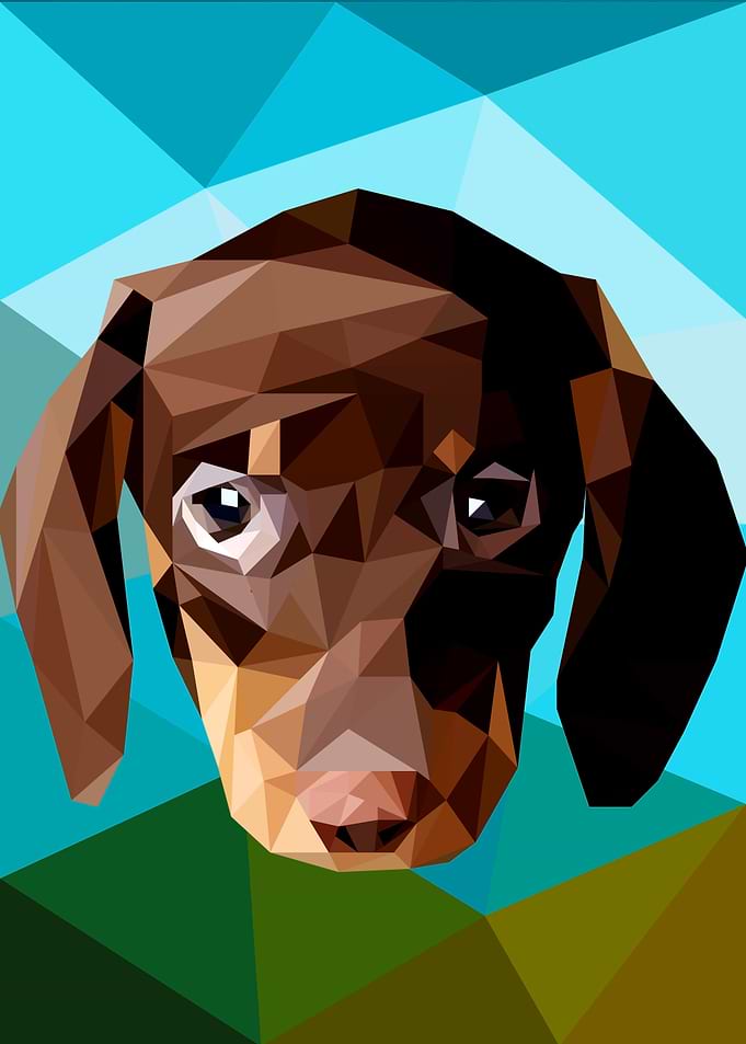 Dachshund