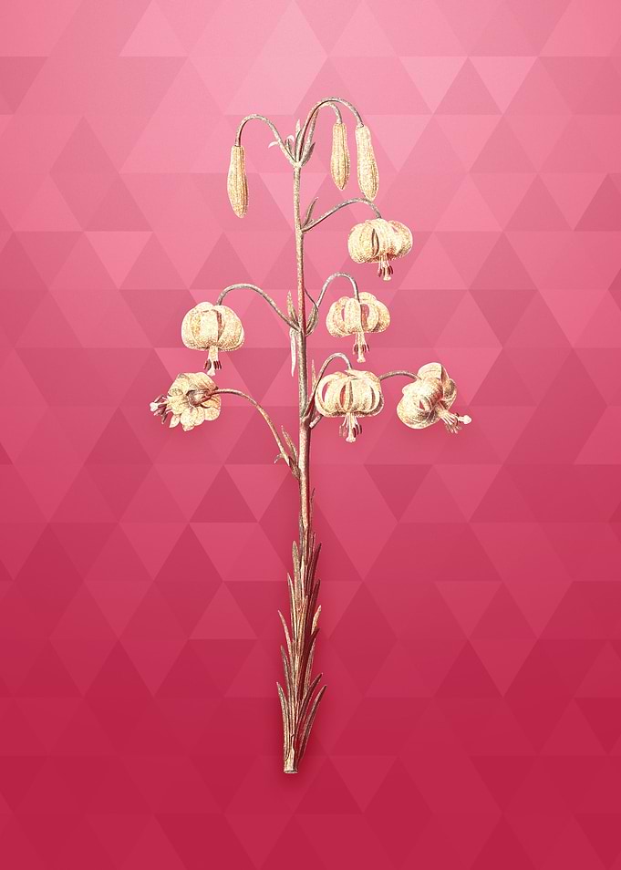 Vintage Lilium Pyrenaicum