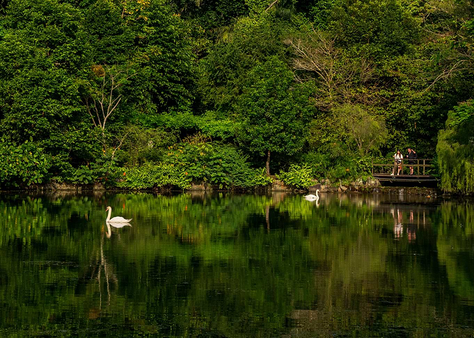 Swan Lake