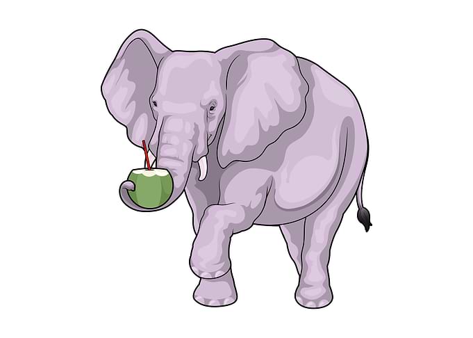 Elephant Coconut