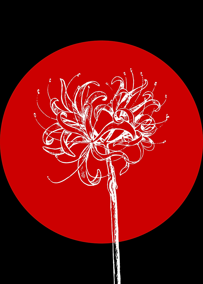 Spider Lily