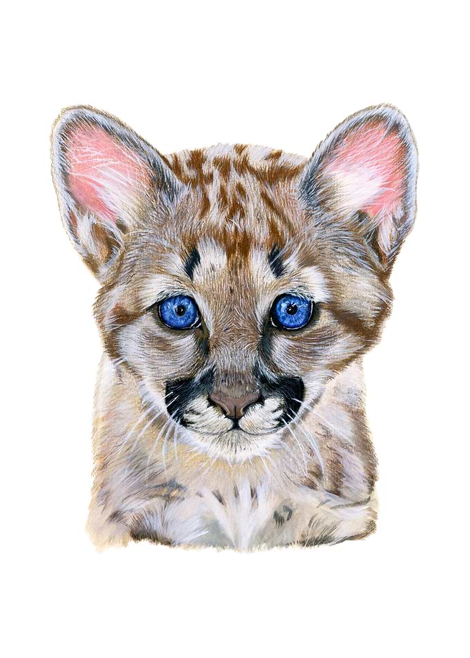 Baby puma portrait