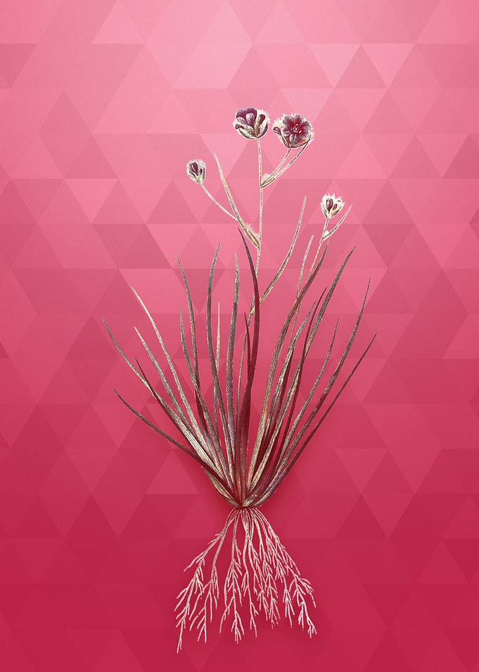 Vintage Blue Corn Lily