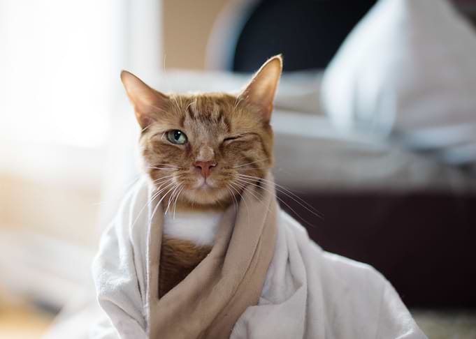 Cat