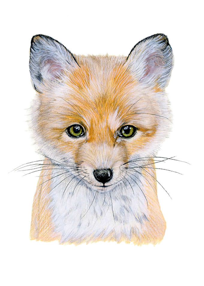 Baby red fox portrait