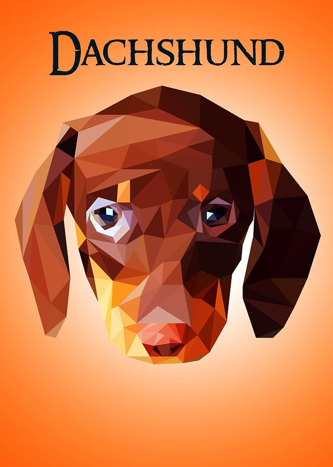 Dachshund