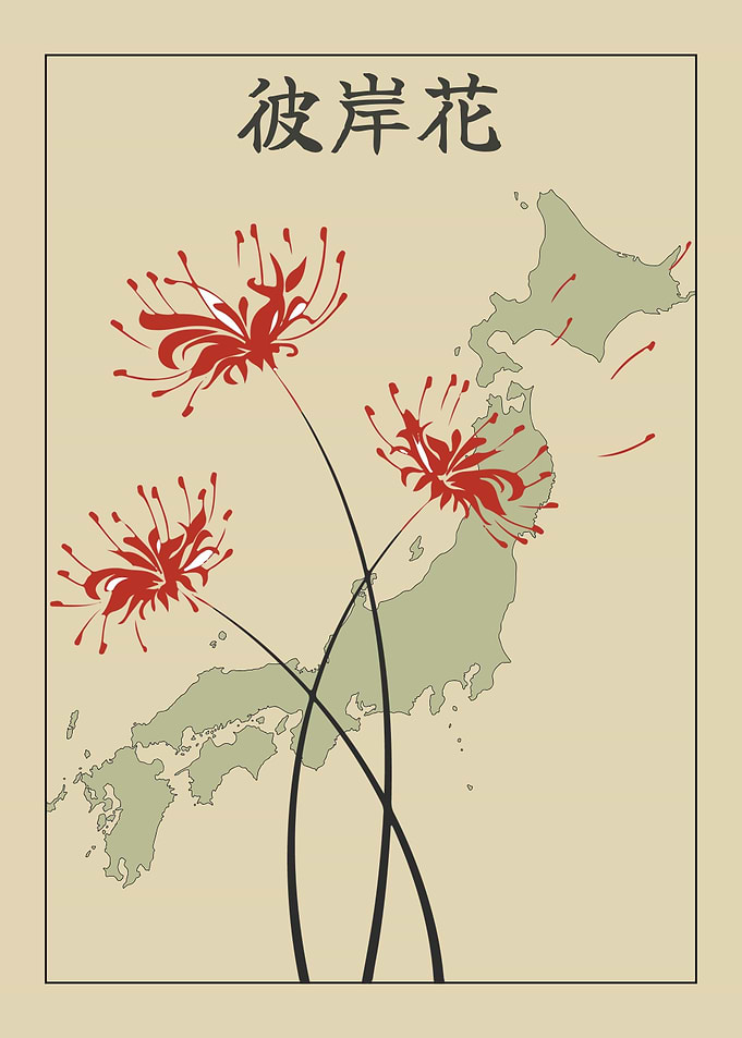 Japanese Spider Lily