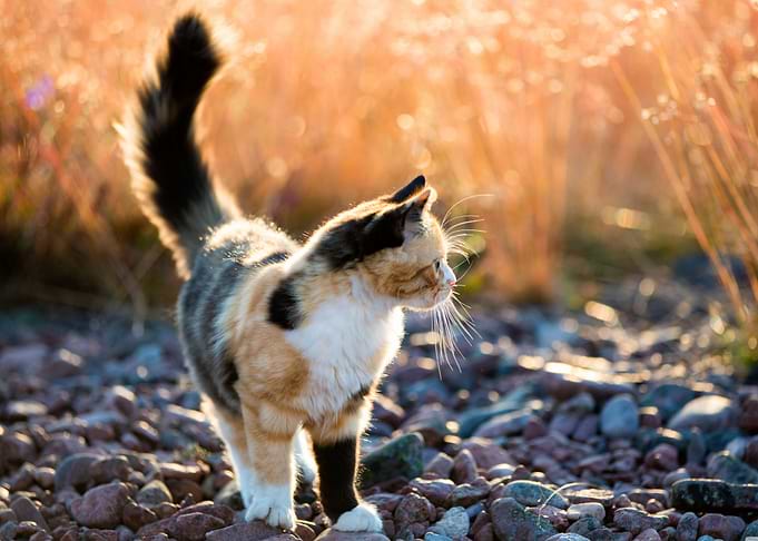 cat