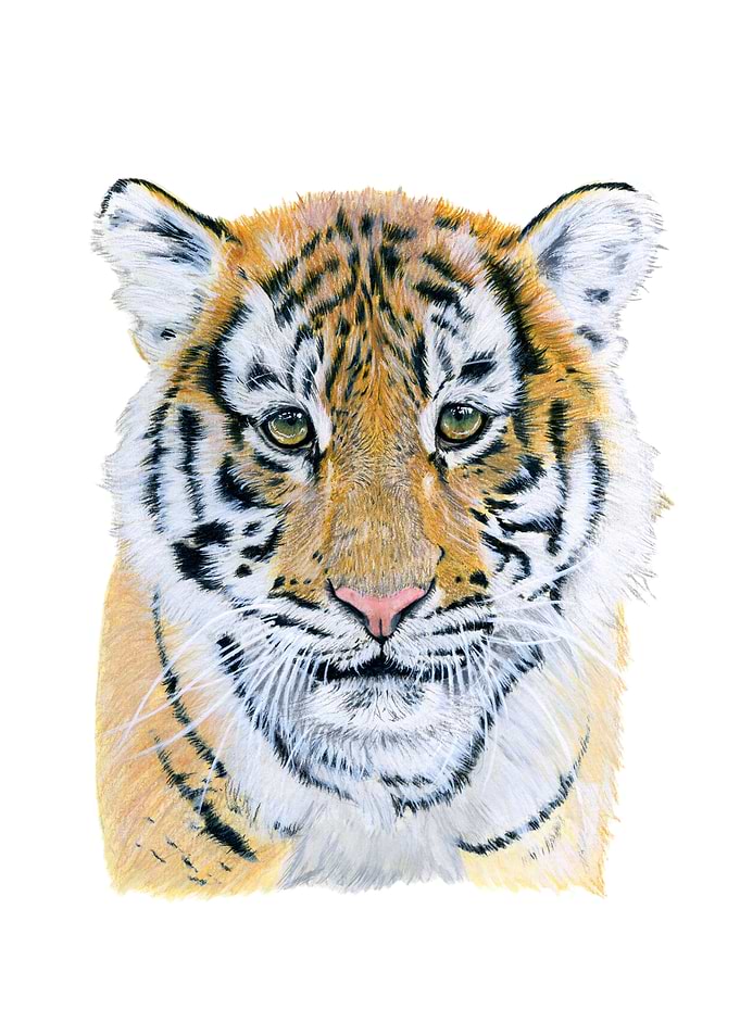 Baby tiger portrait