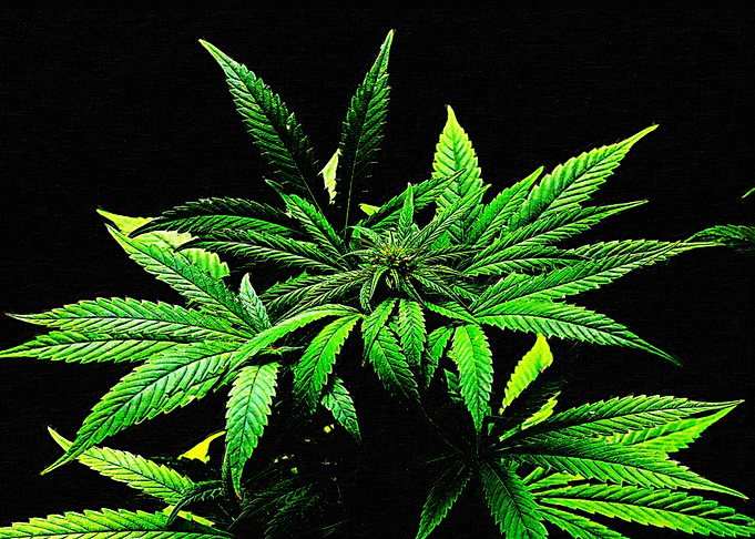 Marijuana Weed Leafs IV
